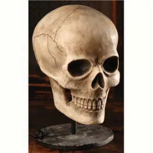 Bone Head Skull Stand