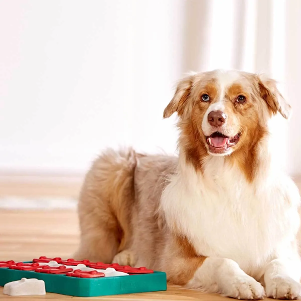 Dog Brick Puzzle Game Dog Toy - Intermediate