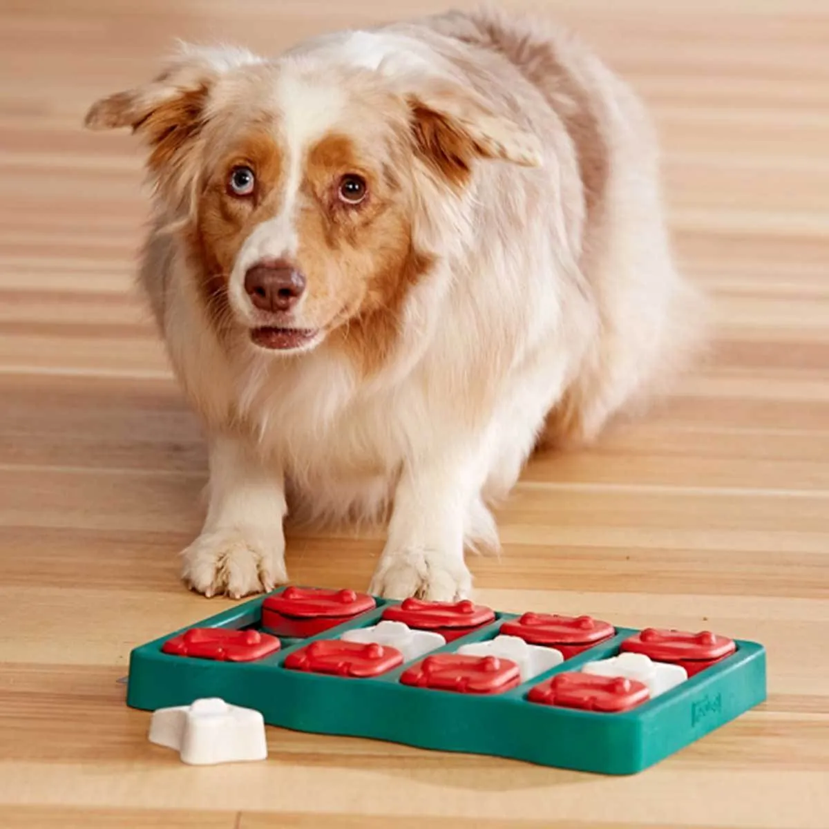 Dog Brick Puzzle Game Dog Toy - Intermediate