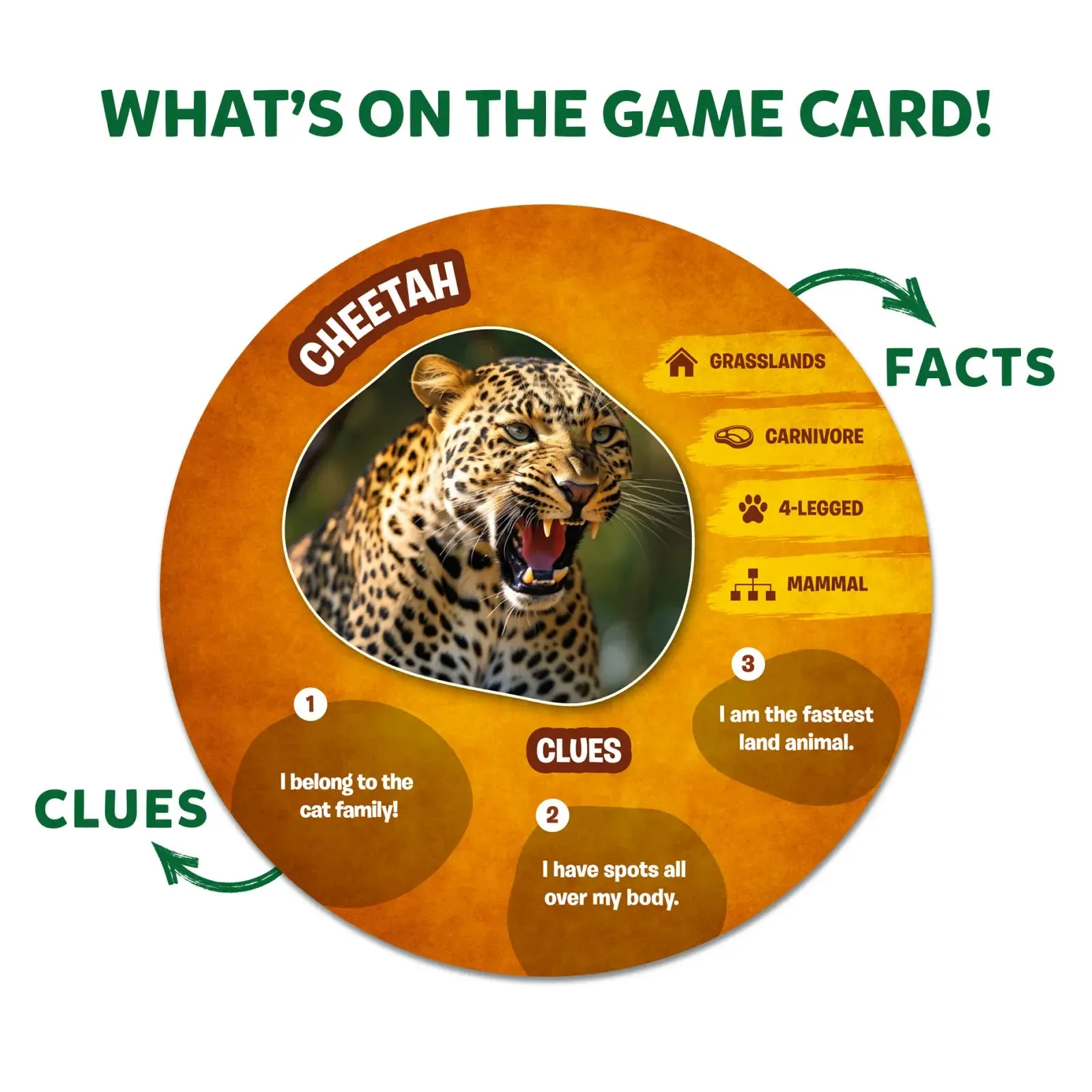 Guess in 10: Picture Clues Animal Planet | Trivia card game (ages 6 )