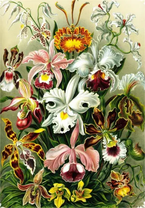 Haeckel's Orchids - 472 Piece Wooden Jigsaw Puzzle