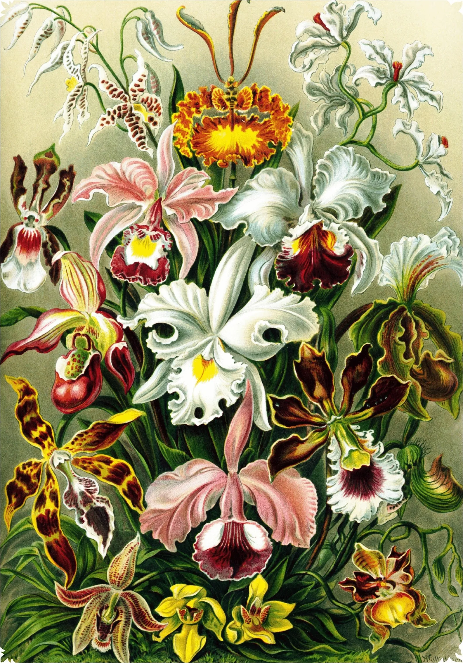 Haeckel's Orchids - 472 Piece Wooden Jigsaw Puzzle