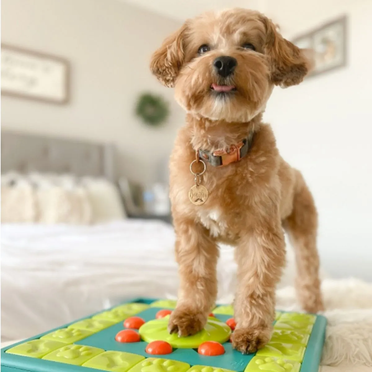 Multi Puzzle Dog Game - Highly Skilled